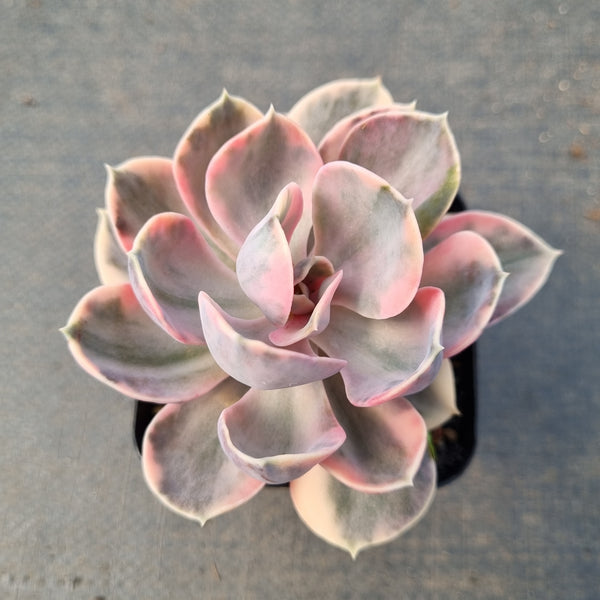 Echeveria West rainbow 彩虹