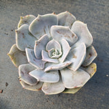 Echeveria Lilacina 丽娜莲