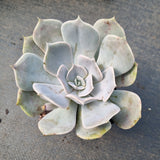 Echeveria Lilacina 丽娜莲