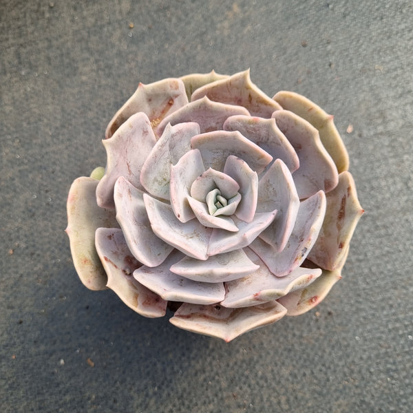 Echeveria Lilacina 丽娜莲