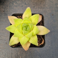 Haworthia Xantha gold 黄金凝脂菊