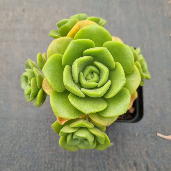 Aeonium Lilipad 百合丽丽