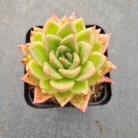 GLGhybrid: Echeveria Gilva hybrids 玉杯东云杂