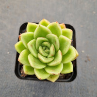 GLGhybrid: Echeveria Gilva hybrids 玉杯东云杂