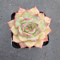 Echeveria 'Pink Tips' 粉色提示