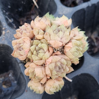 Haworthia no ID