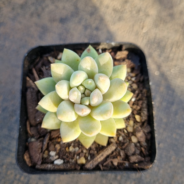 Echeveria Estrella