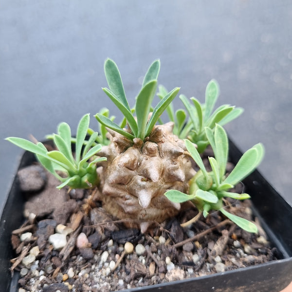 Euphorbia Japonica 'Pineapple Head'
