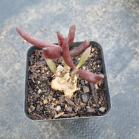 Adromischus Marianiae - Red mutation 红梅花鹿