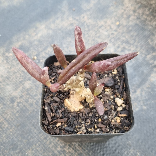 Adromischus Marianiae - Red mutation 红梅花鹿