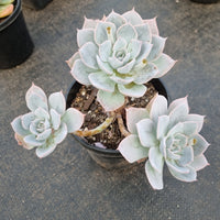 11cm pot Echeveria peacockii 蓝石莲11cm盆