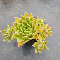 GLGhybrid Echeveria Agavoides hybrid 东云杂