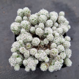 Mammillaria gracilis fragilis - Thimble Cactus