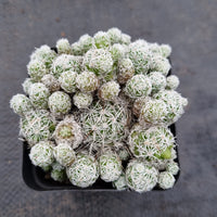 Mammillaria gracilis fragilis - Thimble Cactus