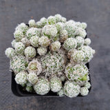 Mammillaria gracilis fragilis - Thimble Cactus