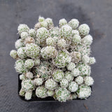 Mammillaria gracilis fragilis - Thimble Cactus