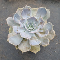 11cm pot Echeveria 'Pollux' 双子座