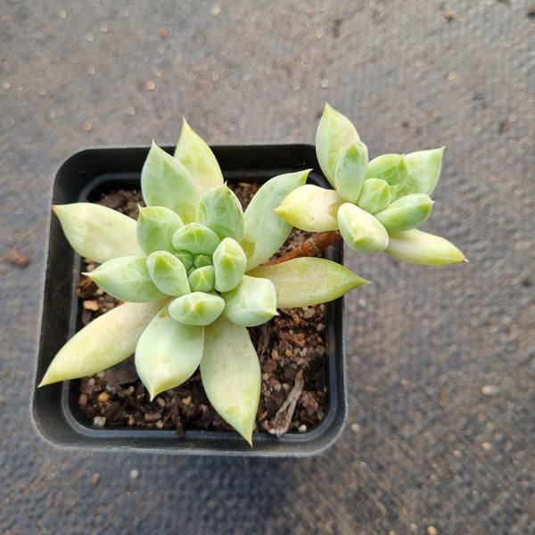 Echeveria Tolimanensis hybrid 杜里万杂