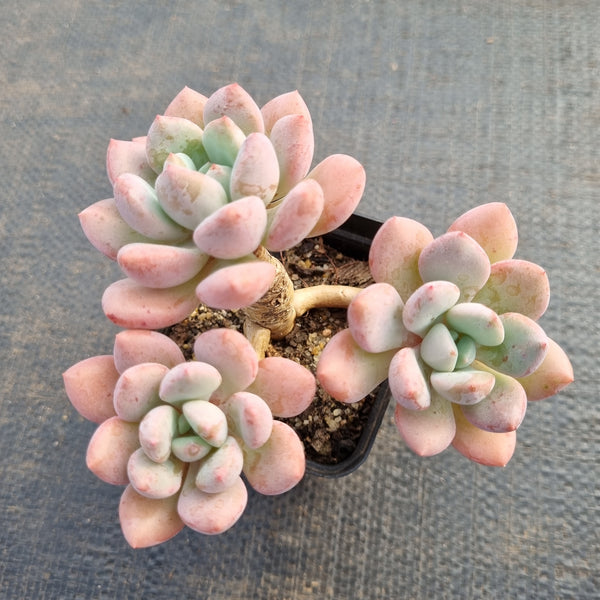 Echeveria 石莲花属– Page 26 – Greenland Garden