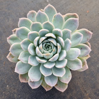 11cm pot Echeveria sp. (Baiqian) 白浅