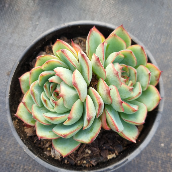 11cm pot Echeveria Yanji 艳姬