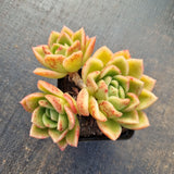 Echeveria 'Gilva' 玉杯冬云