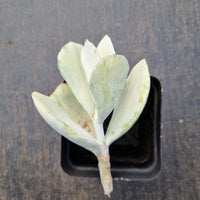 Cotyledon Orbiculata 'Hakubi' Variegated cutting 白眉砍枝