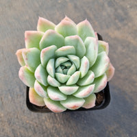 Echeveria 'Cream Rose' 奶油玫瑰