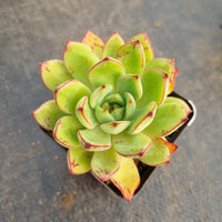 GLGhybrid Echeveria Ballsii Hybrid 灰姑娘杂