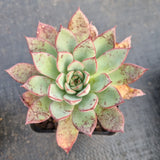 Echeveria Puebla hybrid 普埃布拉杂