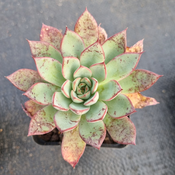 Echeveria Puebla hybrid 普埃布拉杂