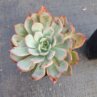 Echeveria Puebla hybrid 普埃布拉杂