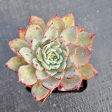 Echeveria Puebla hybrid 普埃布拉杂