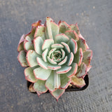 Echeveria Puebla hybrid 普埃布拉杂