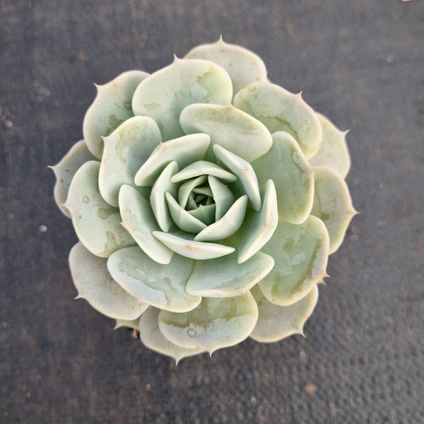 Echeveria Lola 露娜莲