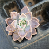 Graptopetalum Bernalense 1 CUTTING 阿伦培砍枝