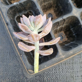 Graptopetalum Bernalense 1 CUTTING 阿伦培砍枝