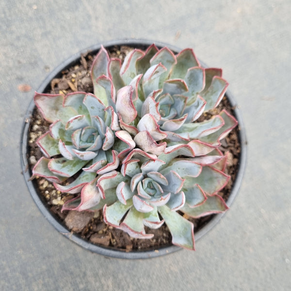 Echeveria 石莲花属– Page 26 – Greenland Garden