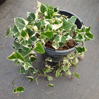 Senecio Macroglossum variegata- Wax Vine