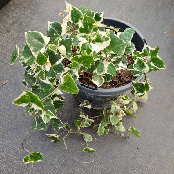 Senecio Macroglossum variegata- Wax Vine