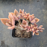 Graptoveria Fred Ives crested 紫鹤缀化