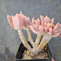Graptoveria Fred Ives crested 紫鹤缀化