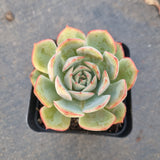 Echeveria sp. 艾格利亚 (aigeliya)