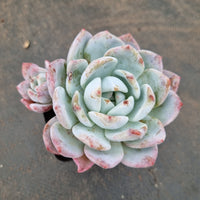 Echeveria Monroe 梦露