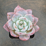 Echeveria Monroe 梦露