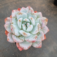 Echeveria Monroe 梦露