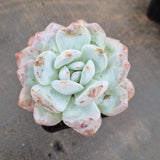 Echeveria Monroe 梦露