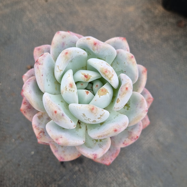 Echeveria Monroe 梦露