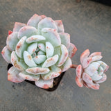 Echeveria Monroe 梦露