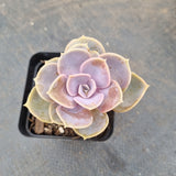 Echeveria ‘Perle von Nurnberg 紫珍珠